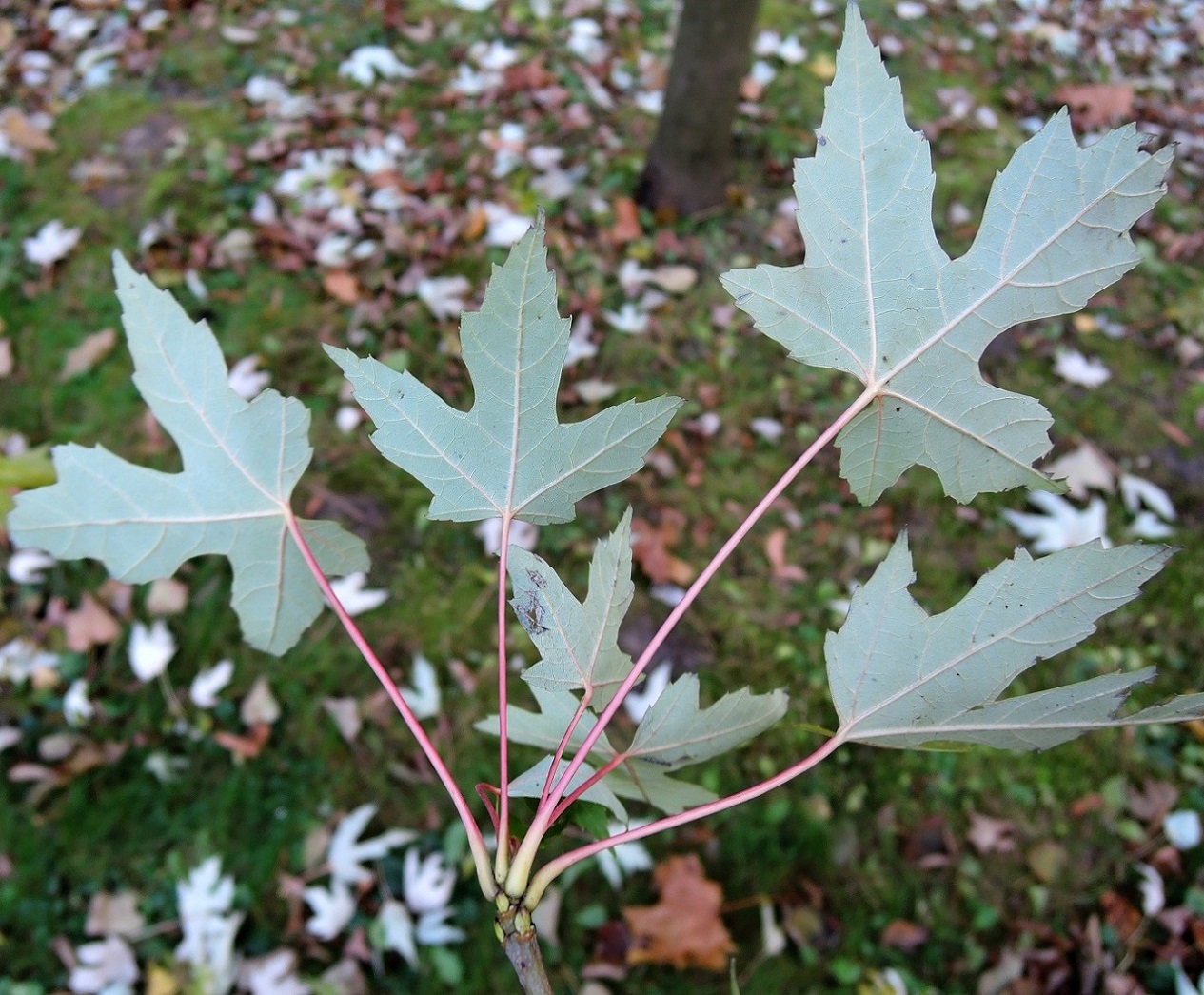 Image of Acer saccharinum specimen.