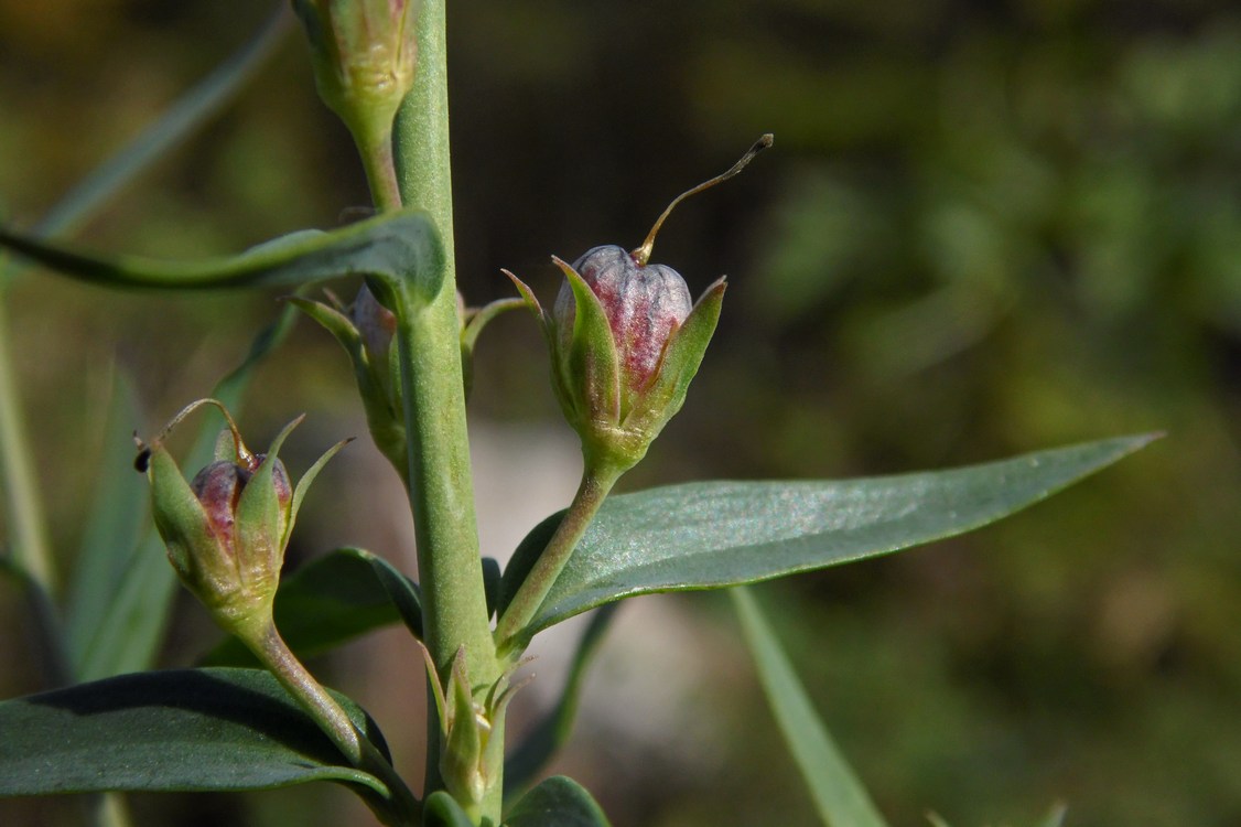 Image of Linaria ruthenica specimen.