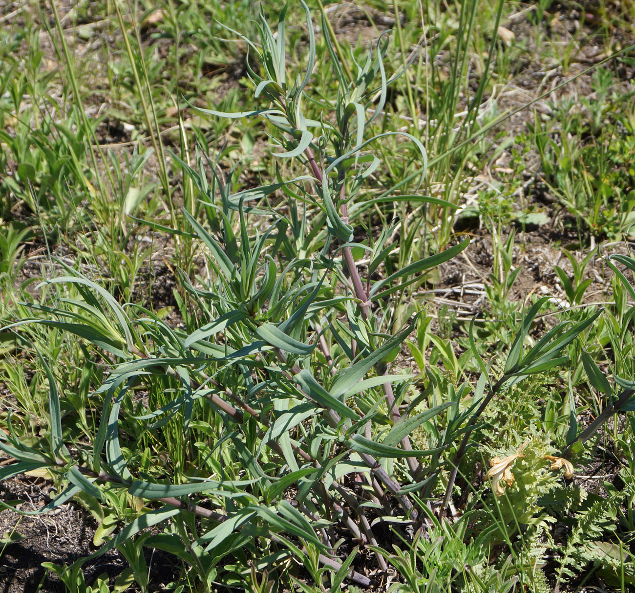 Image of Gypsophila paniculata specimen.