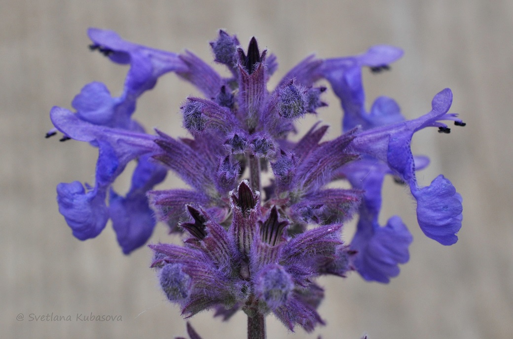 Изображение особи Nepeta mussinii.