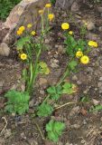 Ranunculus repens