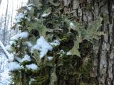 Lobaria pulmonaria. Cлоевище на коре ольхи. Тверская обл., Нелидовский р-н, территория Центрально-лесного государственного заповедника, урочище Сопки. Январь 2016 г.