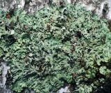 Hypogymnia physodes