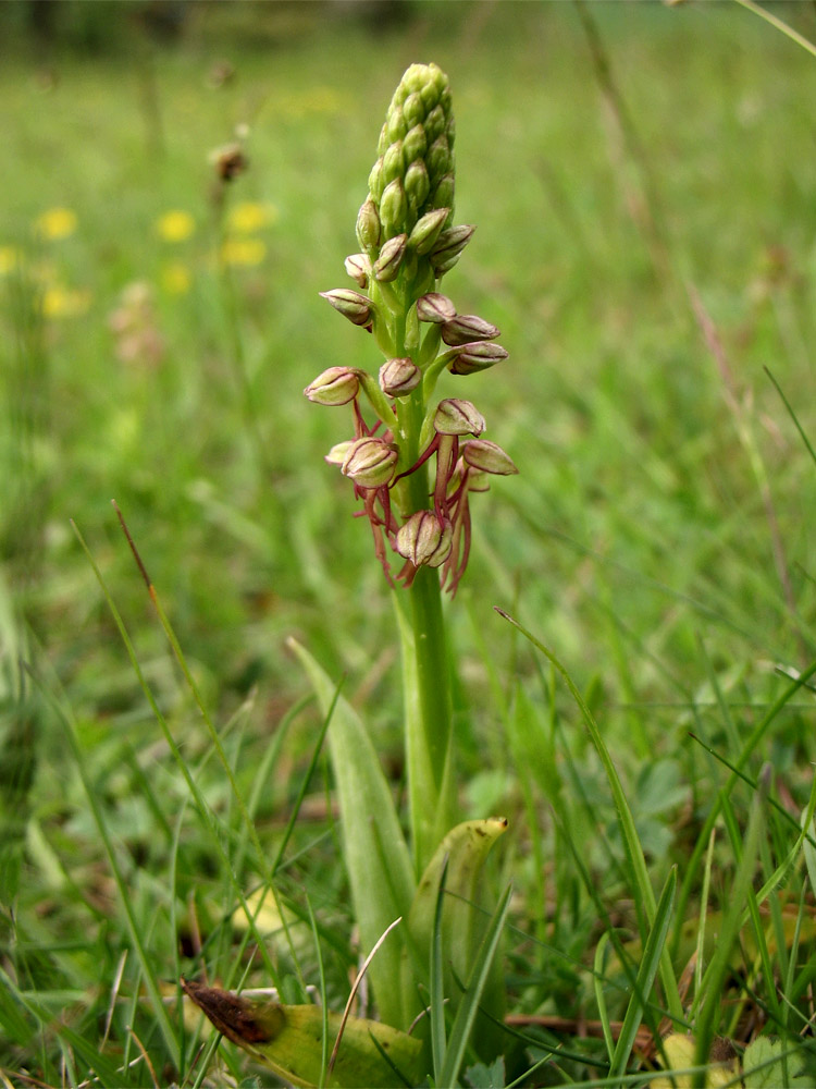 Изображение особи Orchis anthropophora.