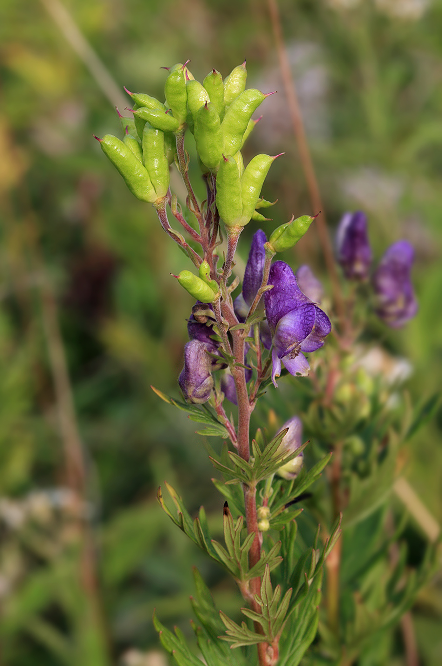 Изображение особи Aconitum sachalinense.