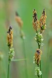 Carex cespitosa