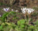 Crocus reticulatus