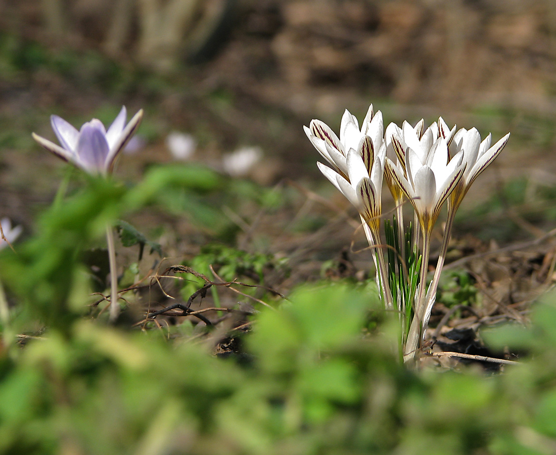 Изображение особи Crocus reticulatus.