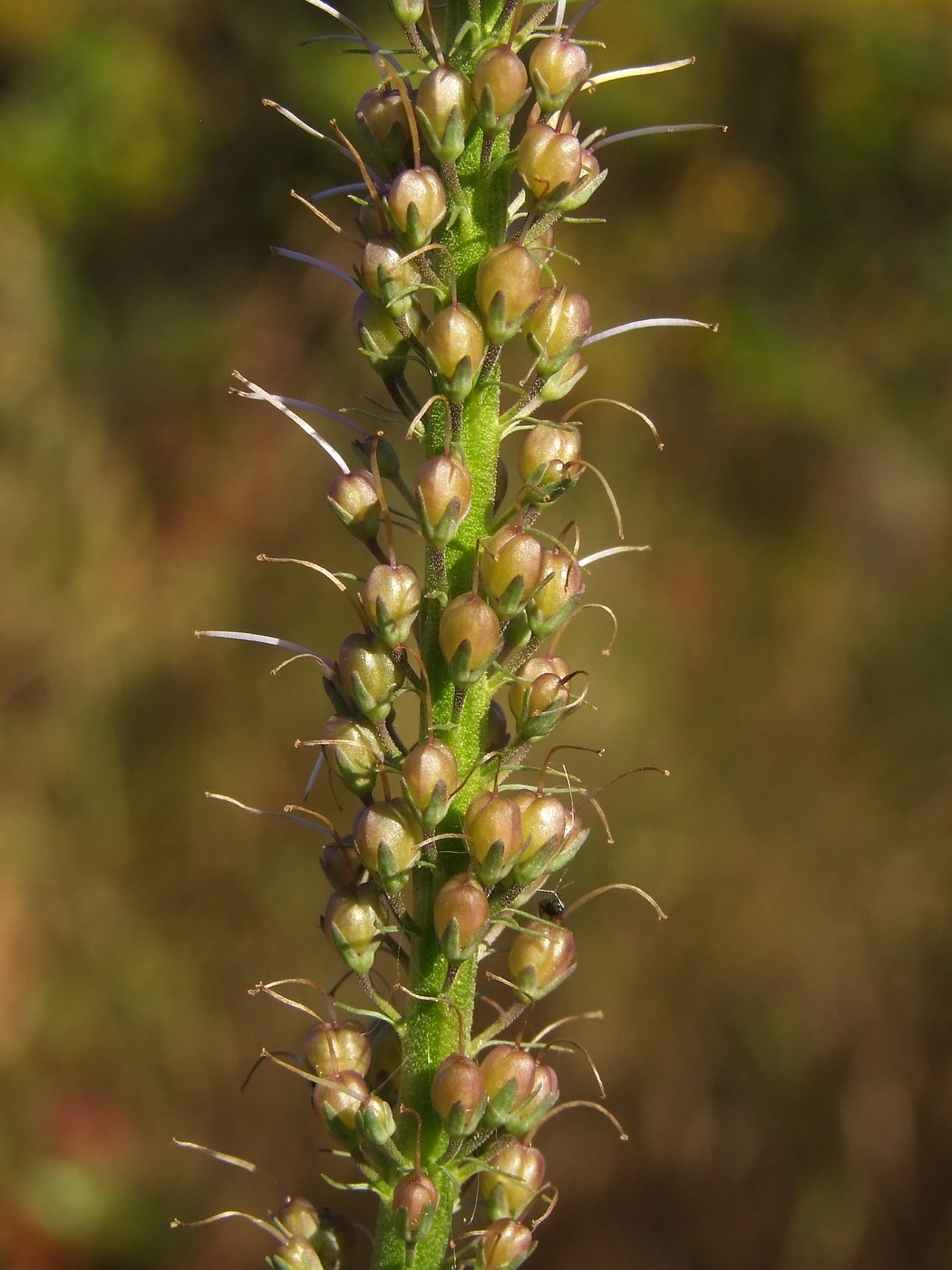 Изображение особи Veronica longifolia.