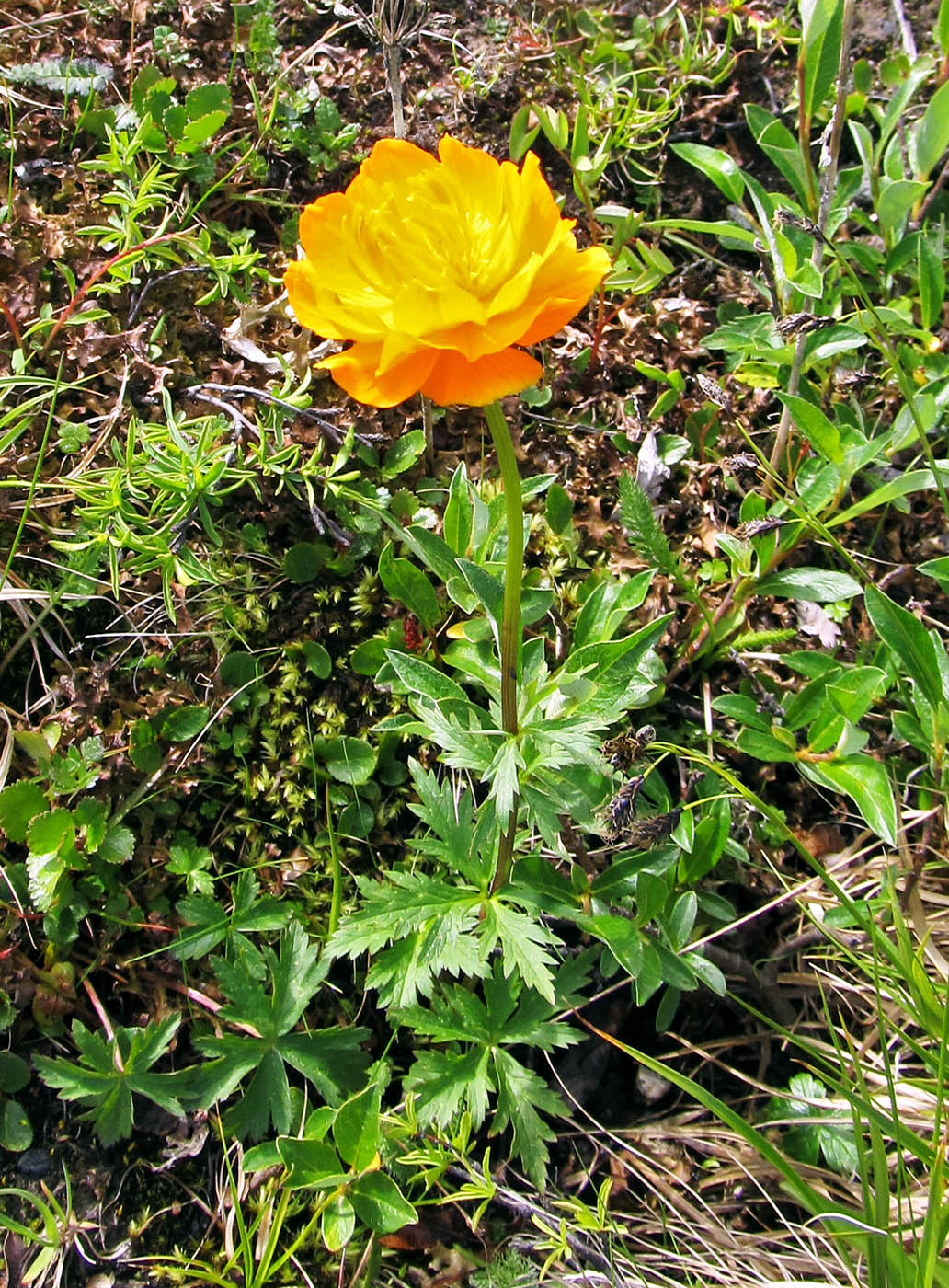 Изображение особи Trollius asiaticus.