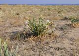 Pancratium maritimum