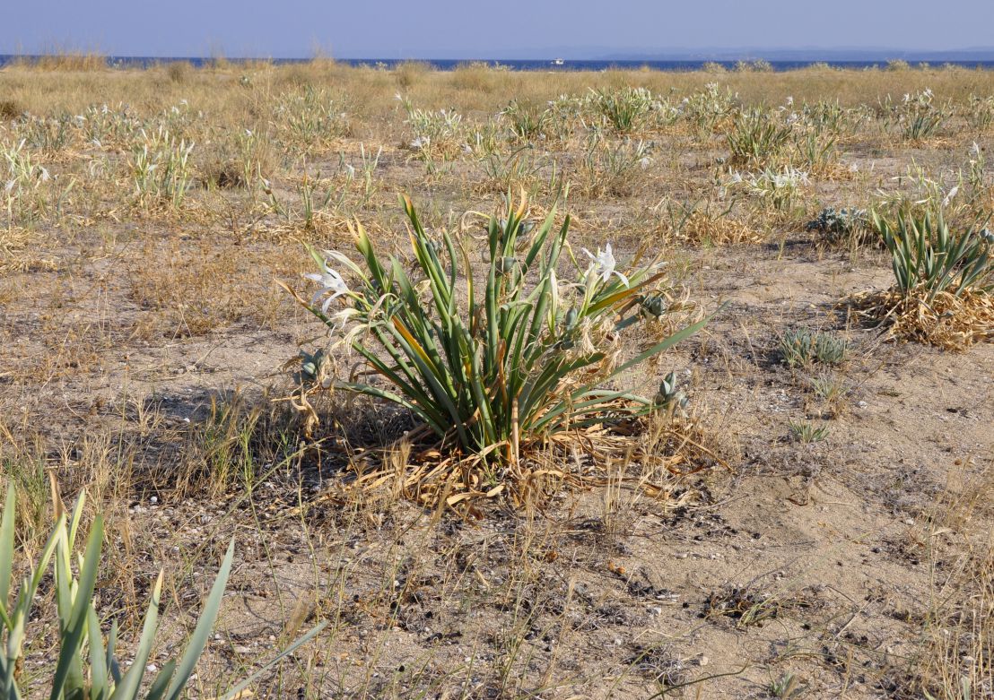 Изображение особи Pancratium maritimum.