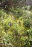 Gentiana olivieri