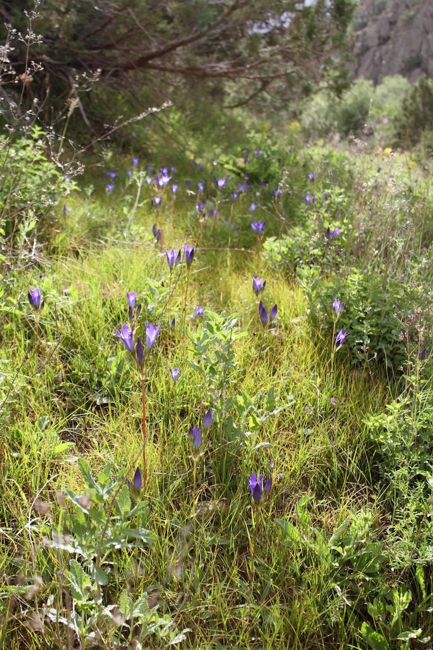 Image of Gentiana olivieri specimen.