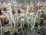 Cladonia fimbriata