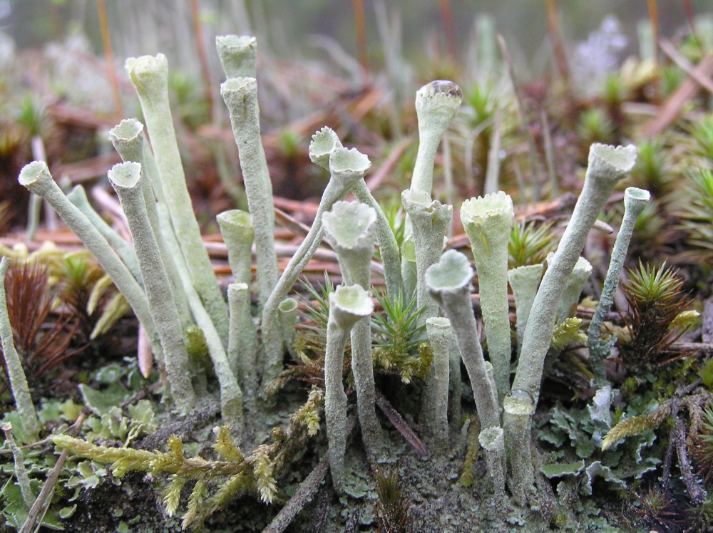 Изображение особи Cladonia fimbriata.