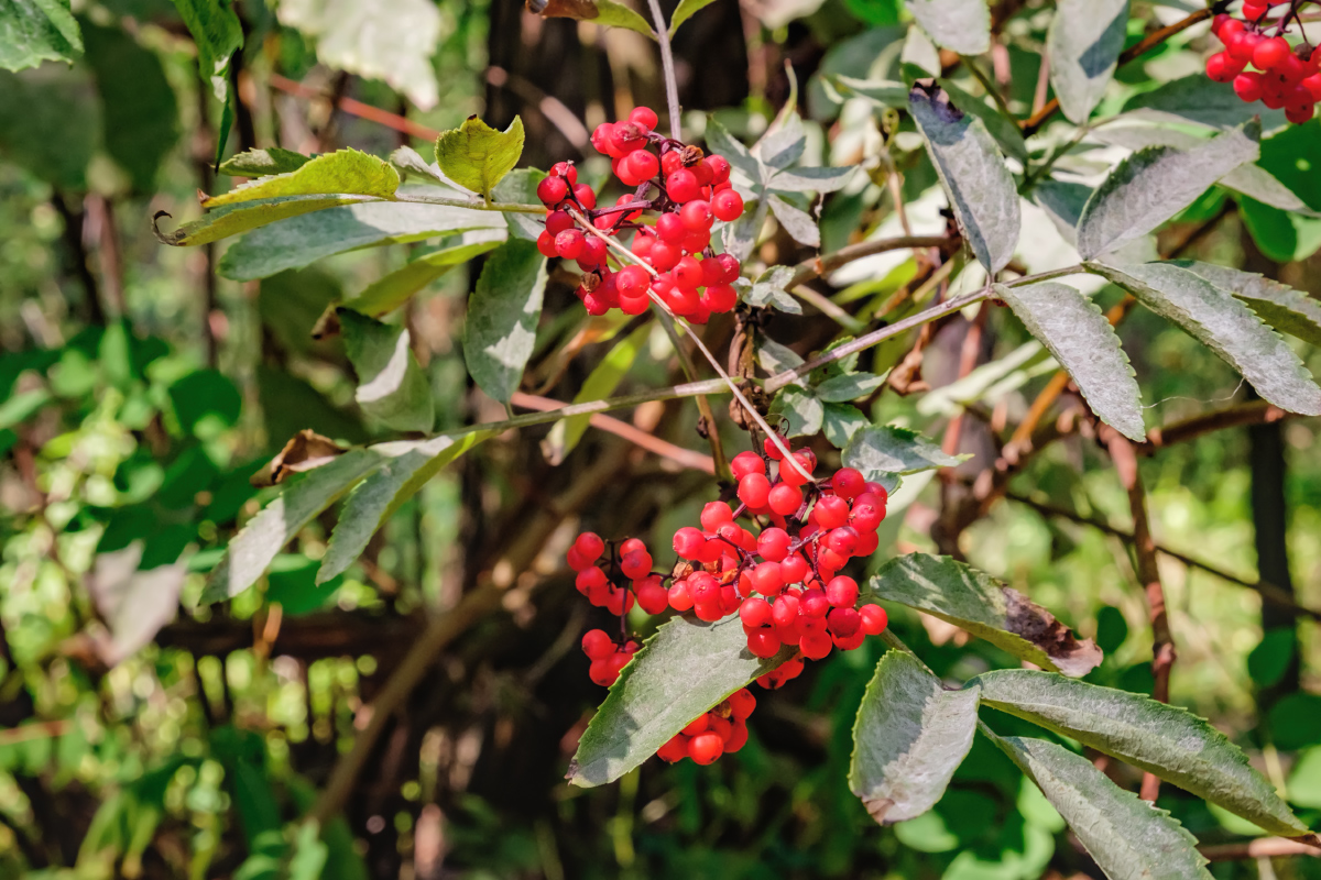 Изображение особи Sambucus racemosa.