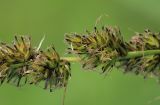 Carex vulpina