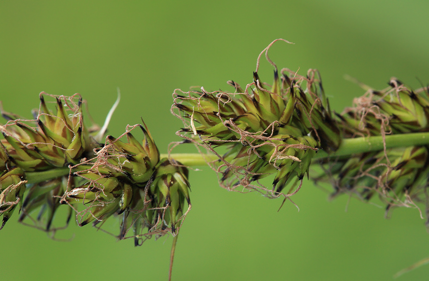 Изображение особи Carex vulpina.