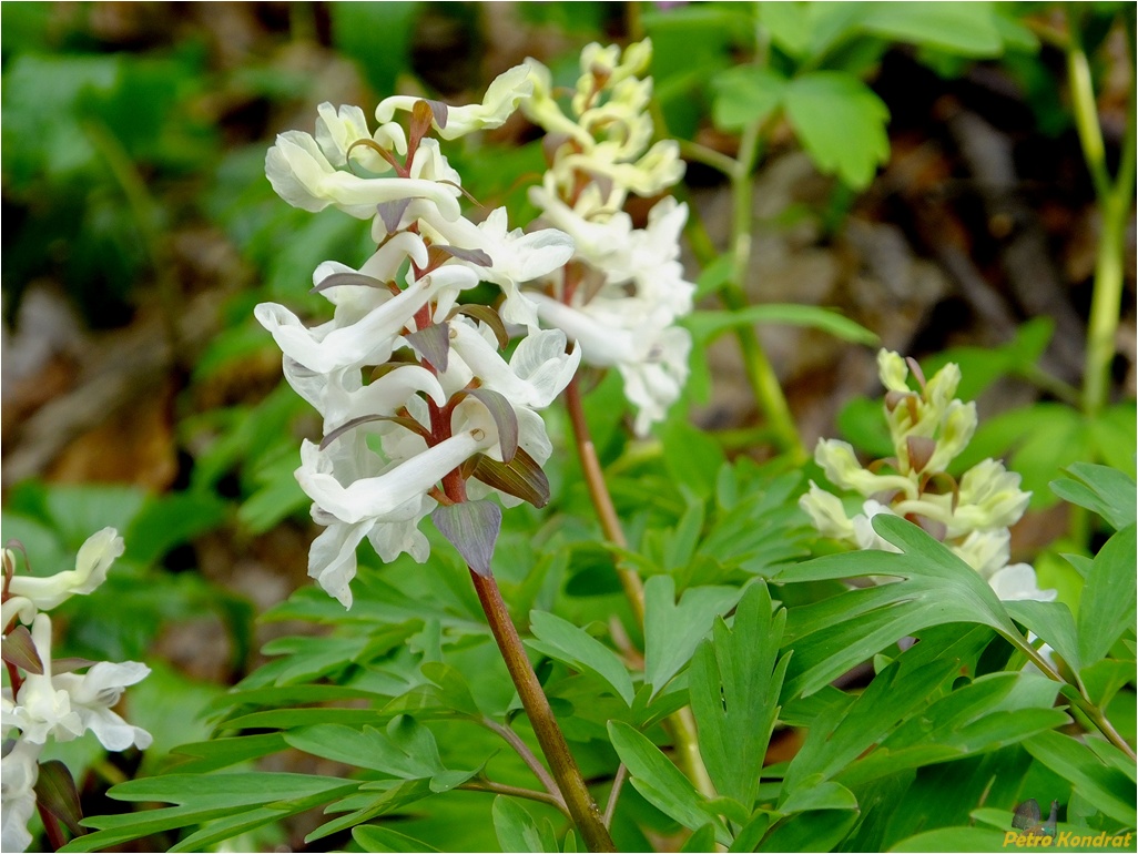 Image of Corydalis cava specimen.