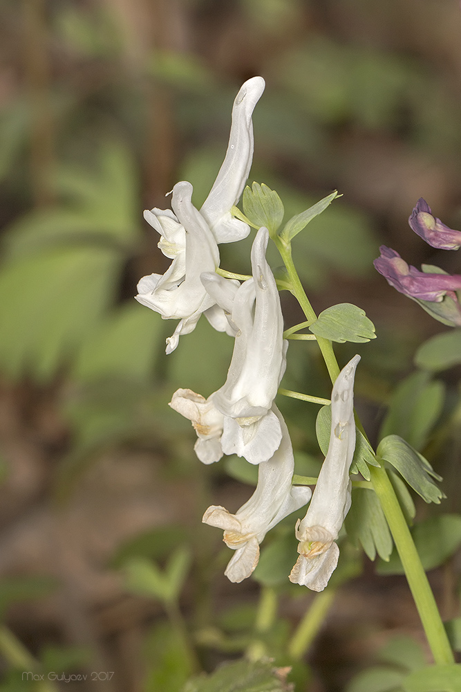 Image of Corydalis solida specimen.