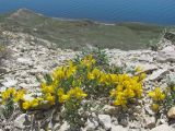 Genista scythica. Цветущее растение. Восточный Крым, хр. Тепе-Оба. 30.04.2017.