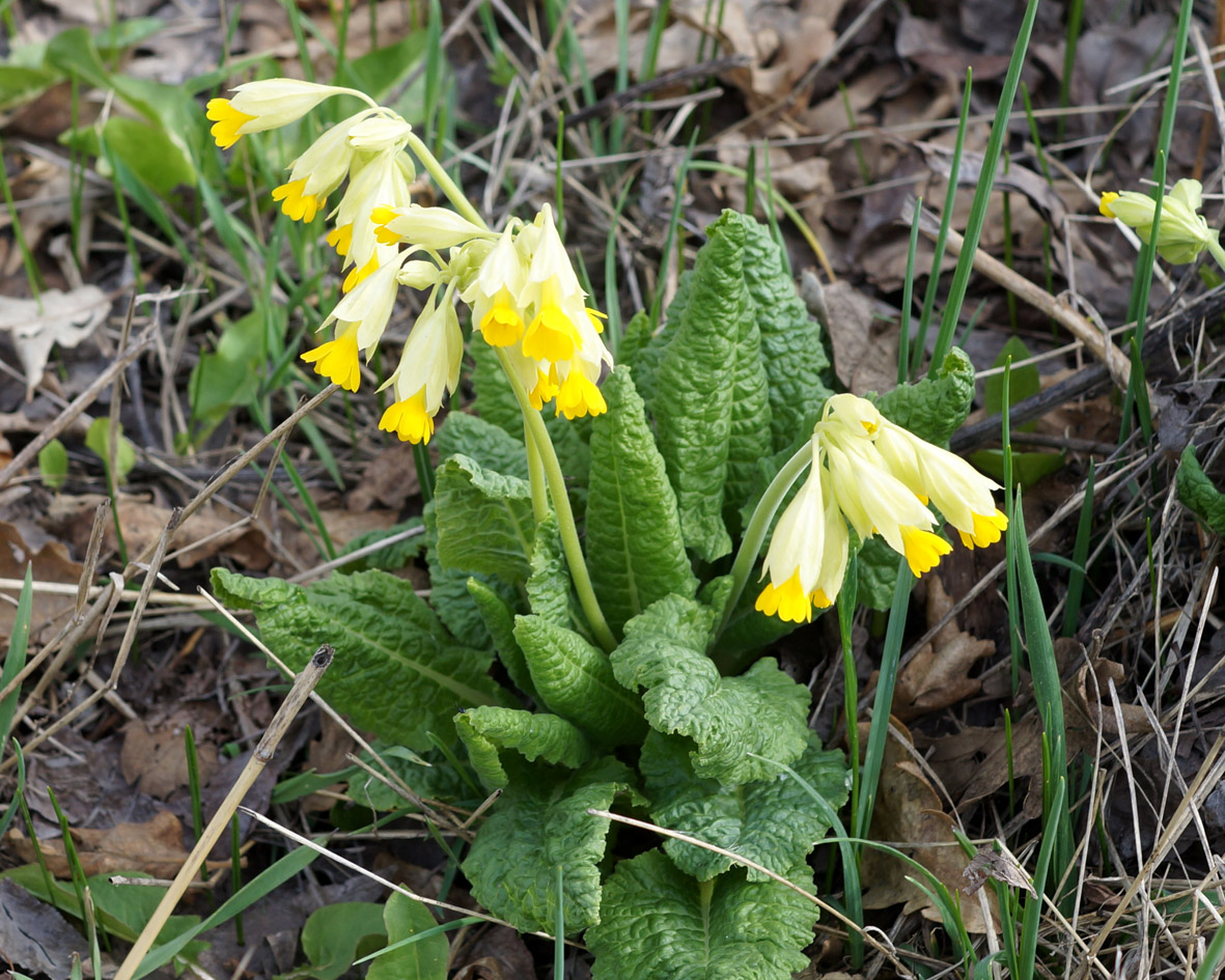 Image of Primula macrocalyx specimen.