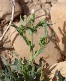 Lactuca undulata. Зацветающее растение. Израиль, впадина Мёртвого моря, окр. Эйн-Геди, каменистая пустыня, небольшая ложбина стока. 19.03.2014.