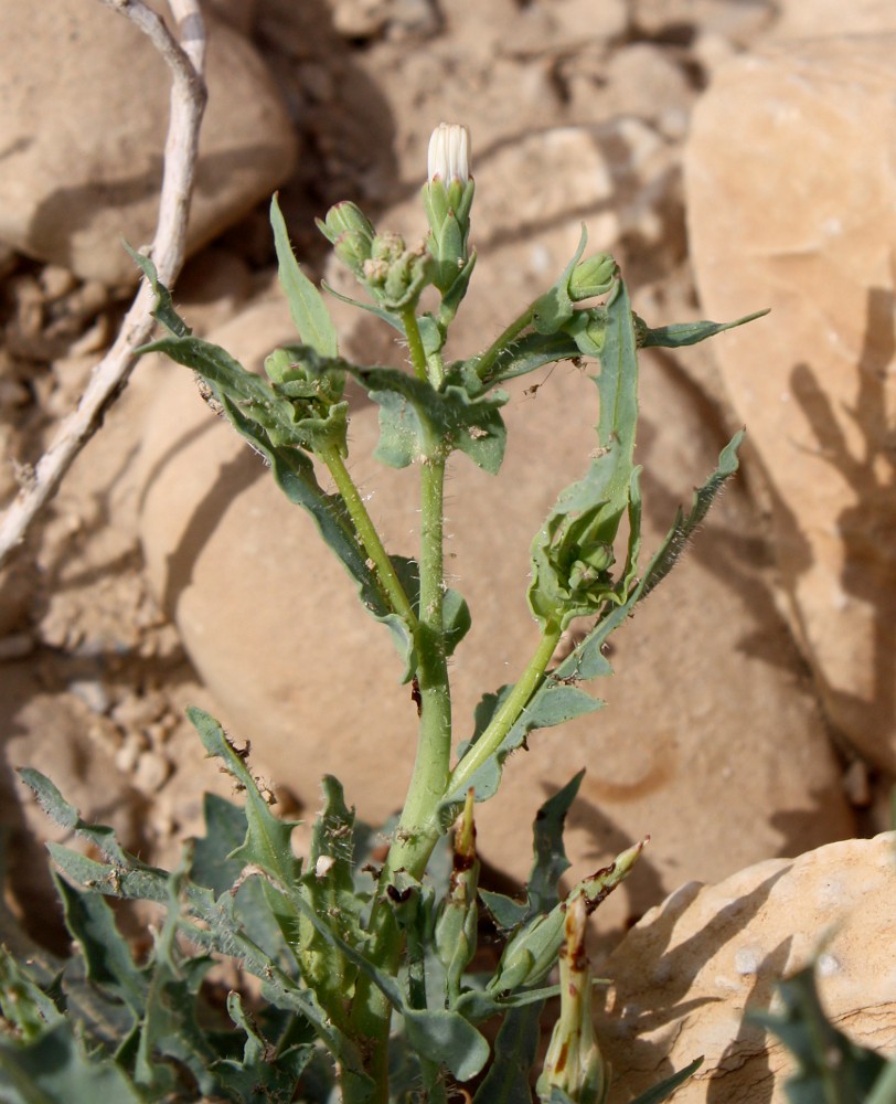 Изображение особи Lactuca undulata.