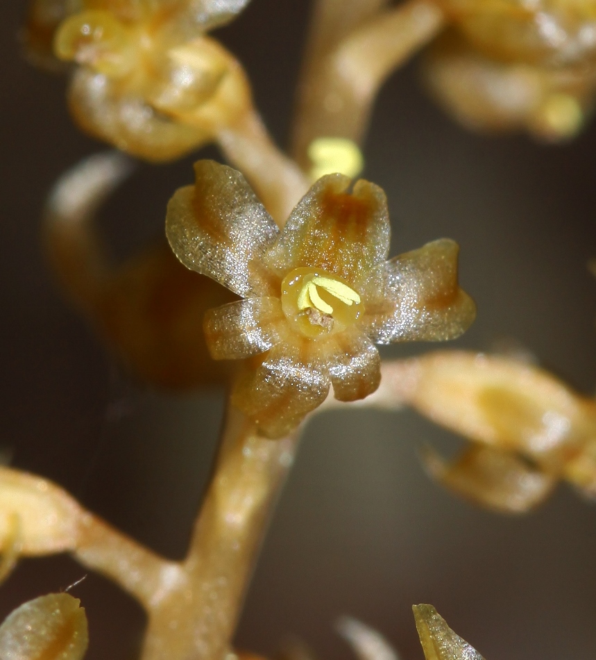 Image of Neottia asiatica specimen.