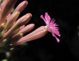 Silene compacta