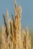 Festuca regeliana