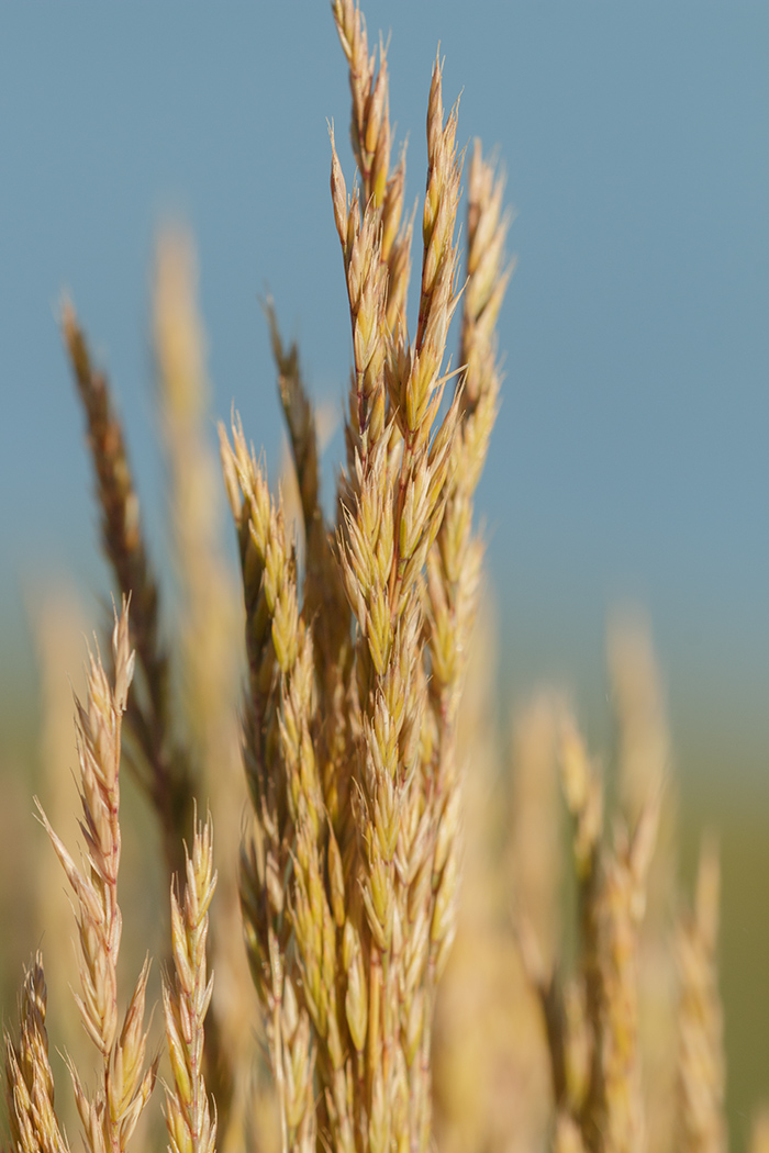 Изображение особи Festuca regeliana.