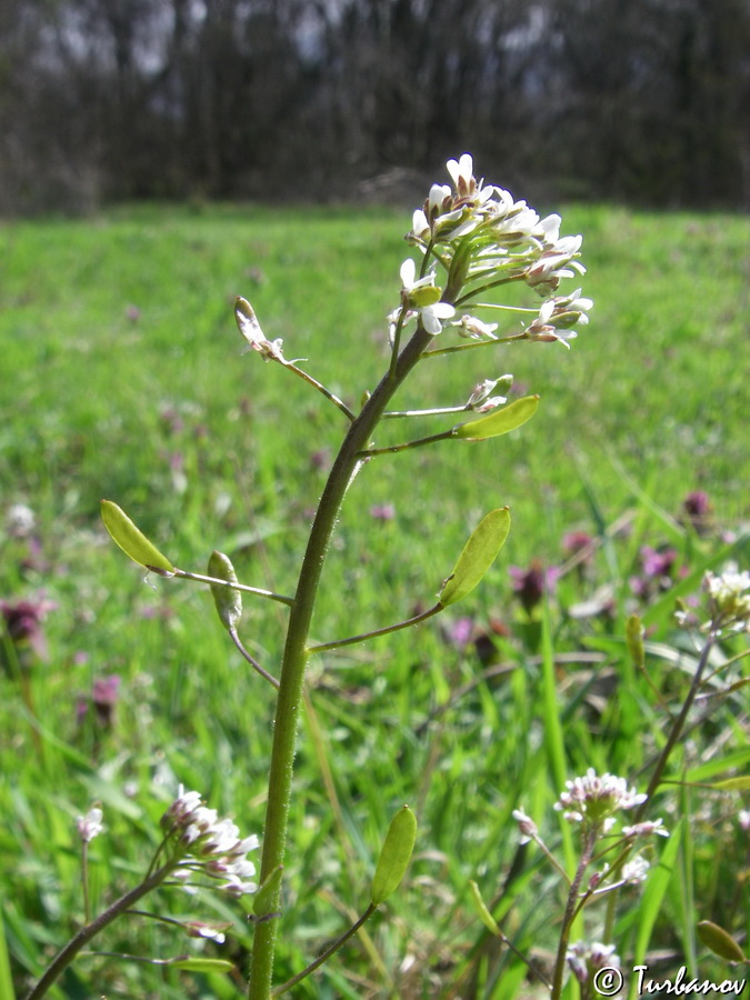 Image of Draba muralis specimen.