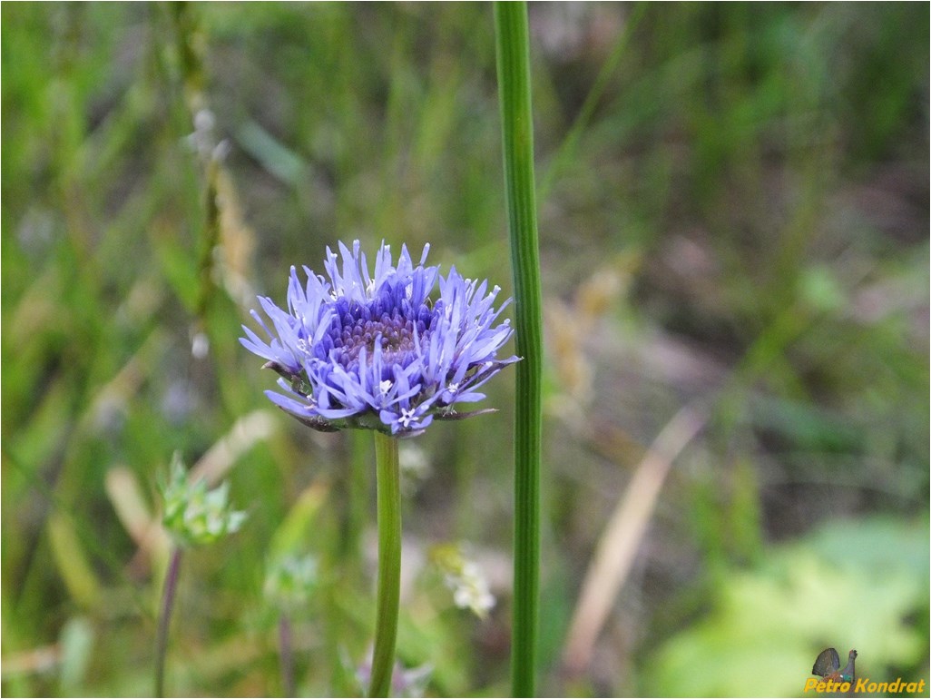 Image of Jasione montana specimen.