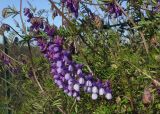 Vicia villosa подвид ambigua. Соцветие. Италия, Фраскати, обочина дороги. 15.03.2017.