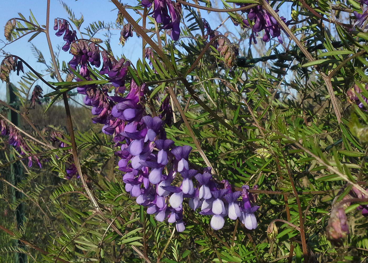 Image of Vicia villosa ssp. ambigua specimen.