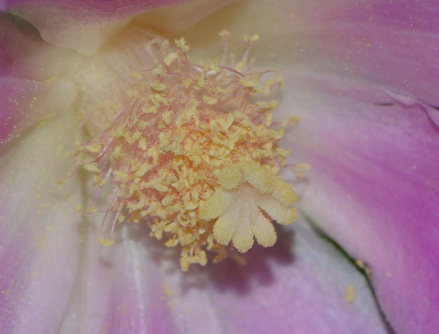 Image of genus Pereskia specimen.