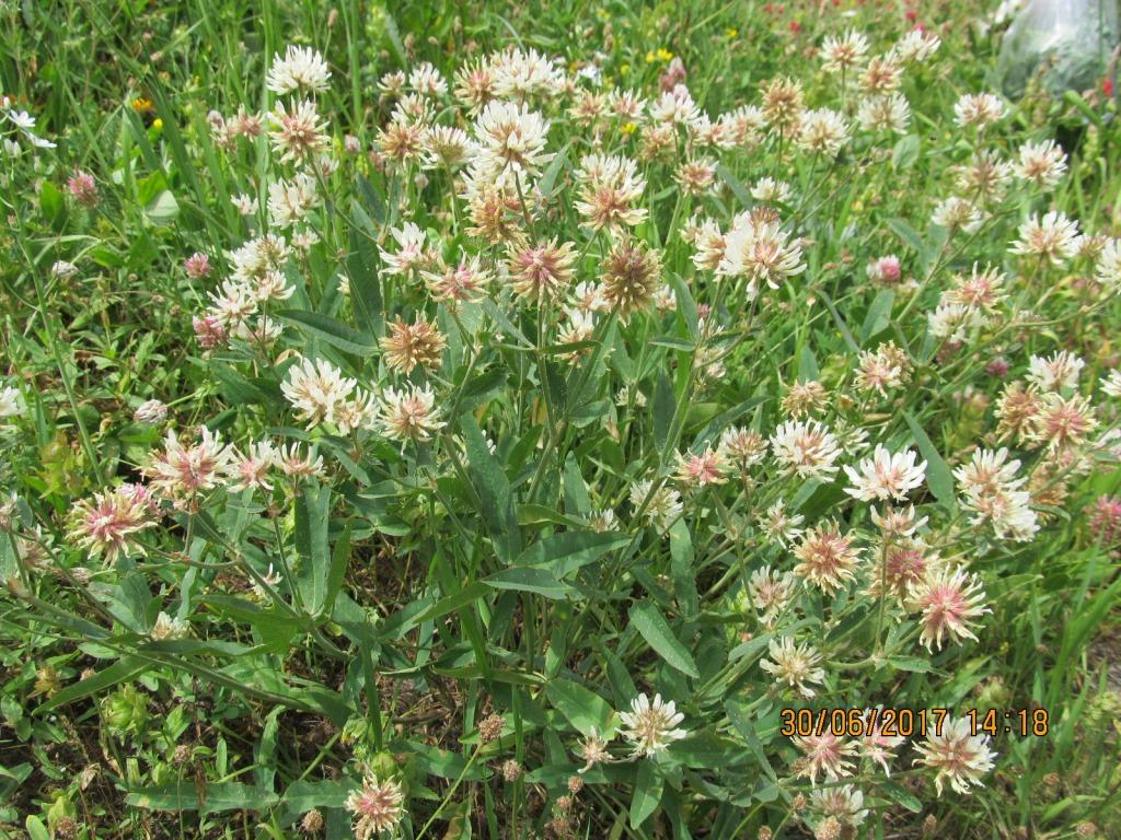 Изображение особи род Trifolium.