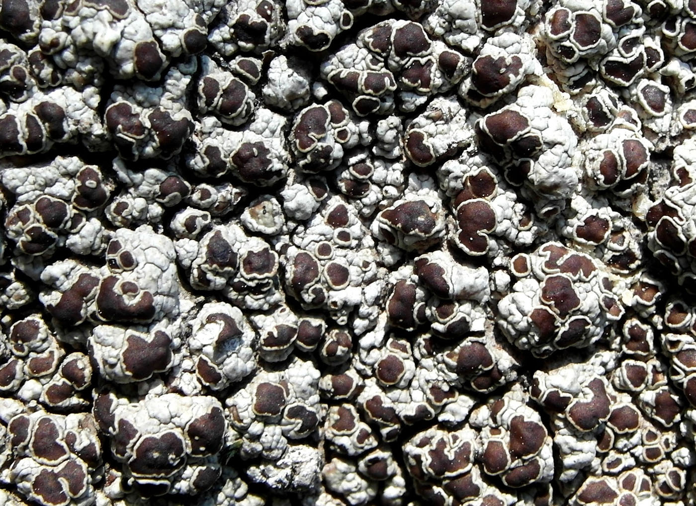 Image of genus Lecanora specimen.