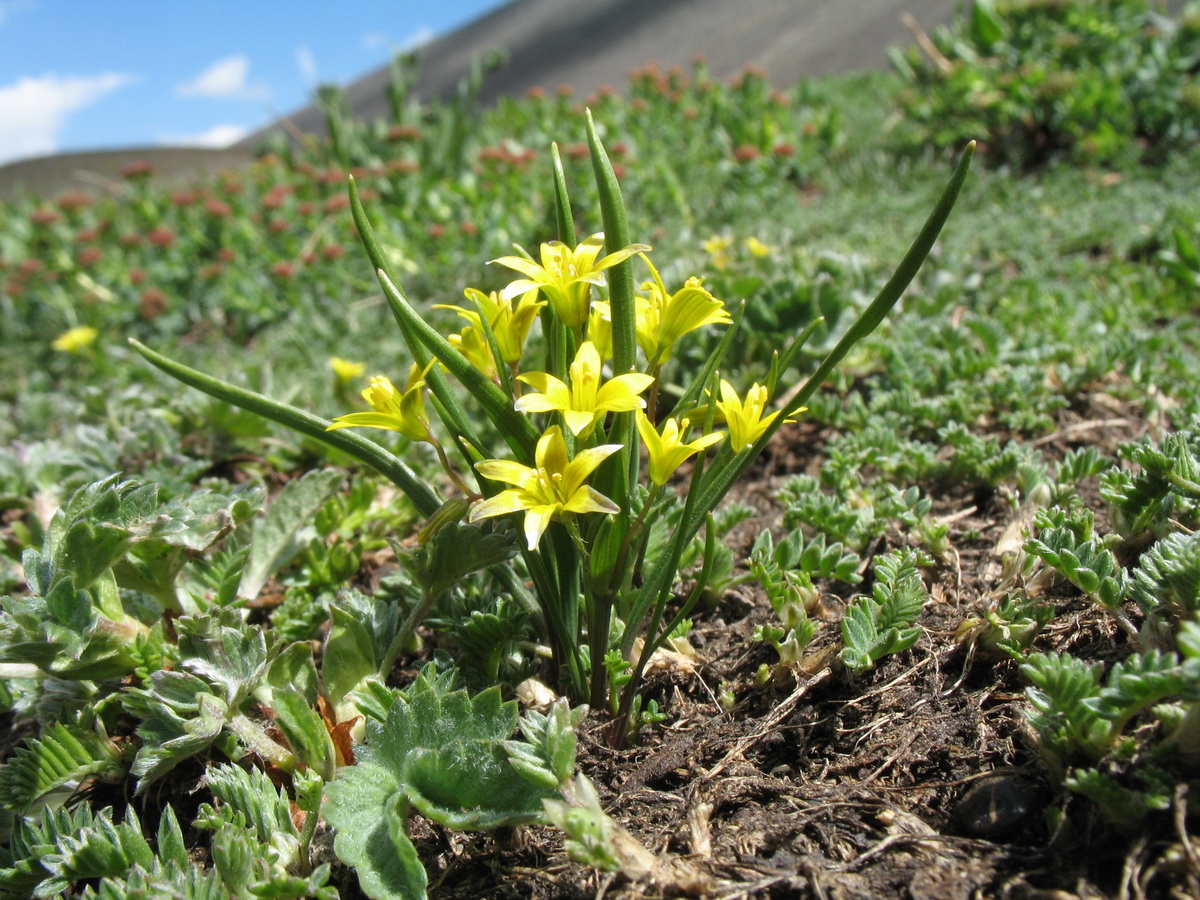 Изображение особи Gagea liotardii.