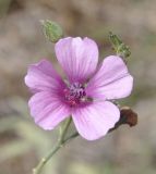 Althaea cannabina