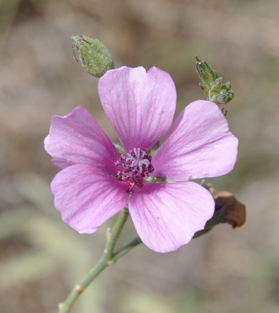 Image of Althaea cannabina specimen.