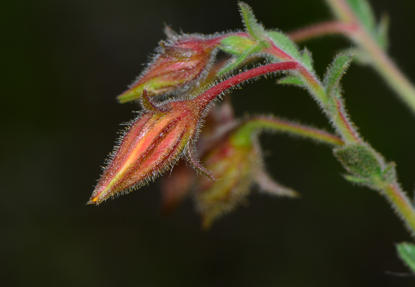 Image of Fumana arabica specimen.