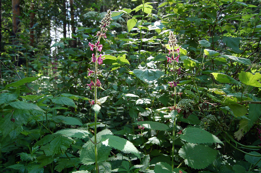 Изображение особи Stachys sylvatica.