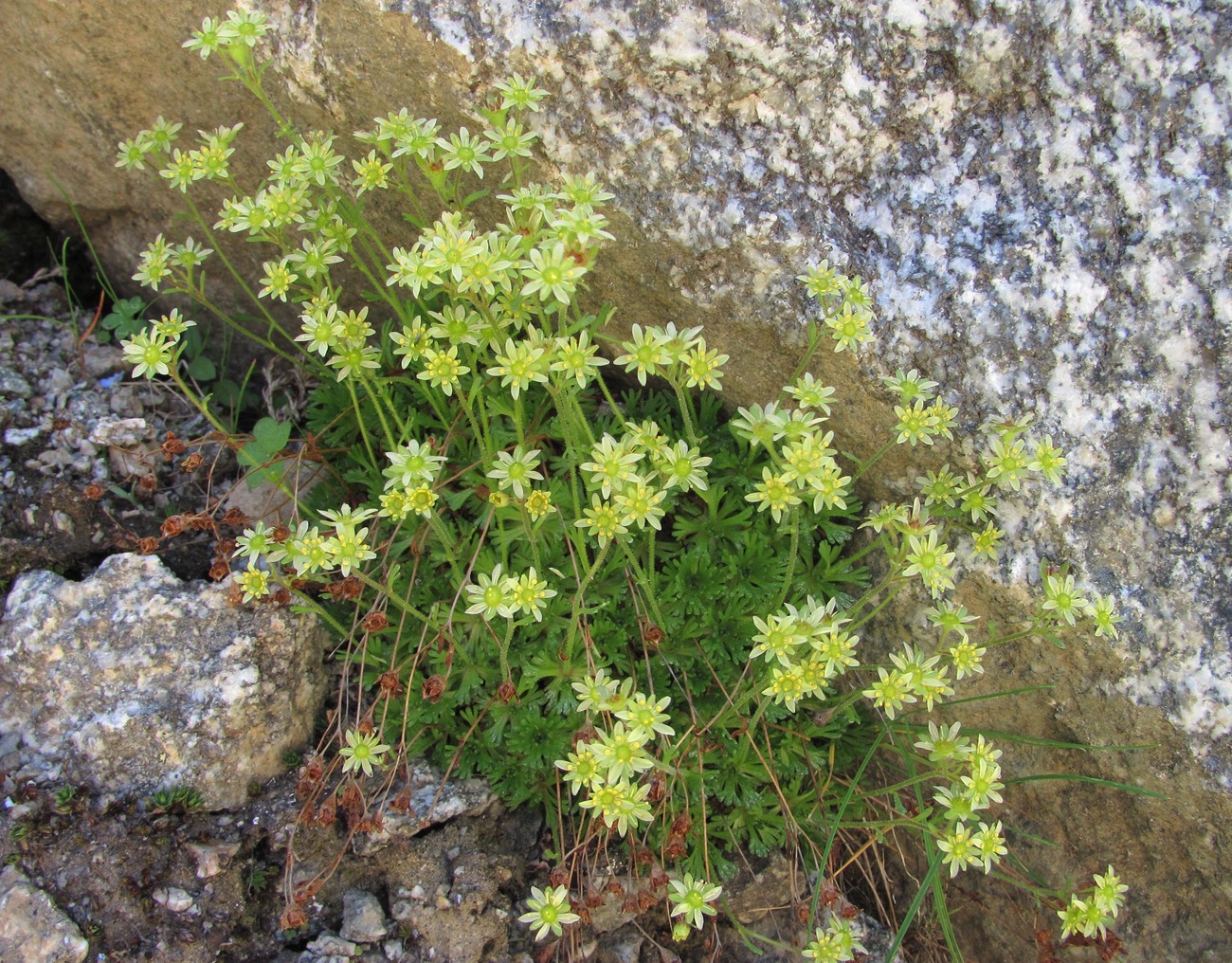 Image of Saxifraga moschata specimen.