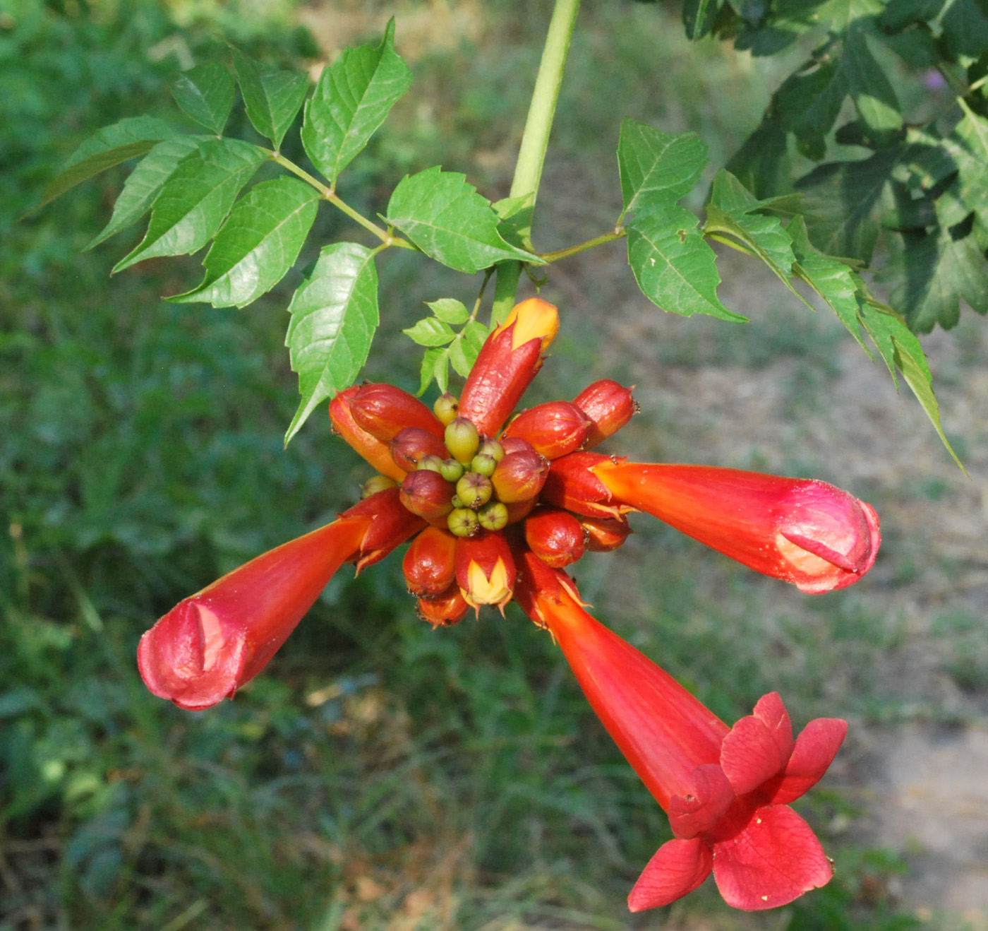 Изображение особи Campsis radicans.