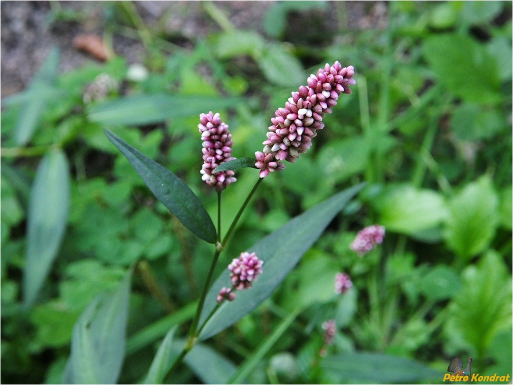 Image of Persicaria maculosa specimen.