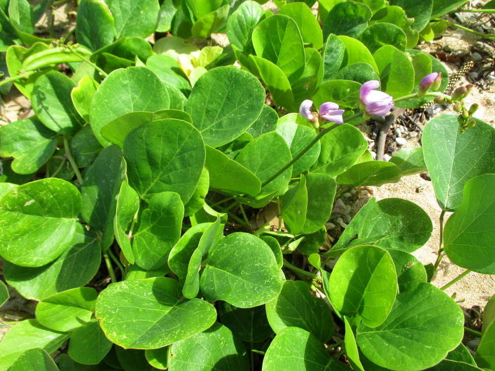 Image of Canavalia maritima specimen.