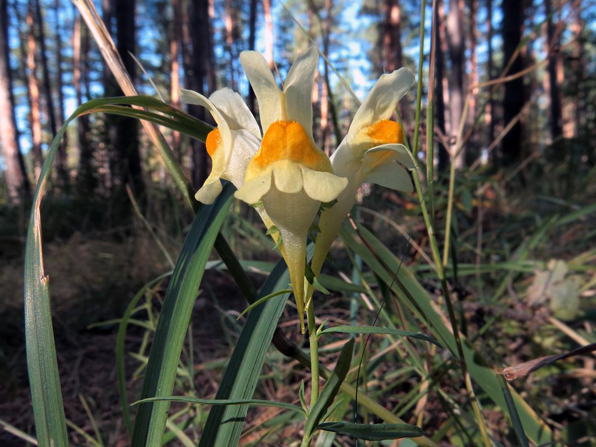 Image of Linaria vulgaris specimen.